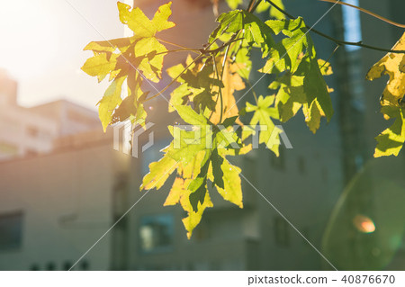 City green tree maple leaf in Fall spring season 40876670