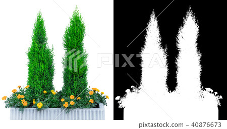 garden tree plant decoration isolated on white 40876673