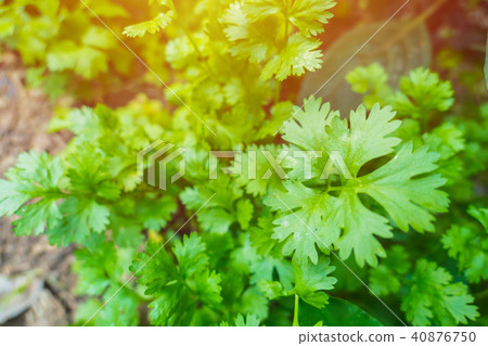Coriander plant Fresh herb garden at home closeup 40876750