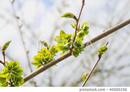 The first spring gentle leaves 40880298