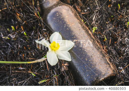White daffodil on the background White daffodil on the background 40880303