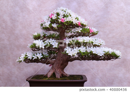 Satsuki's Bonsai 40880436