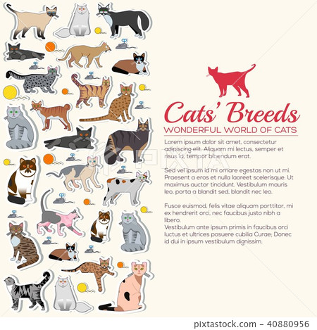 Vector breed cats icons sticker set. Cute animal Vector breed cats icons sticker set. Cute animal 40880956