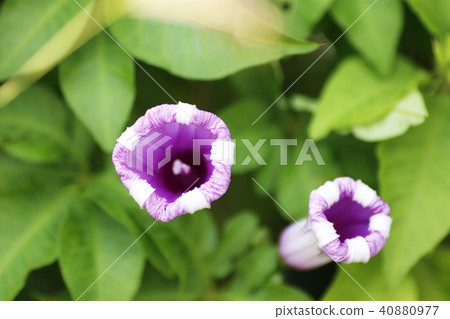 Ryukyu morning glory 40880977