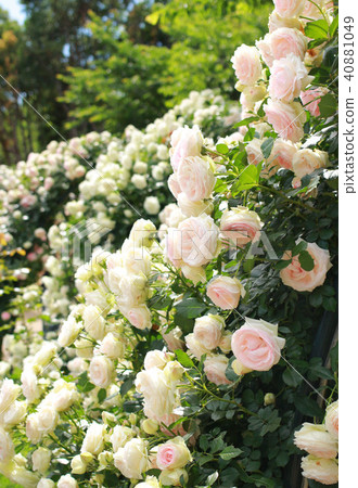 rose rose 40881049