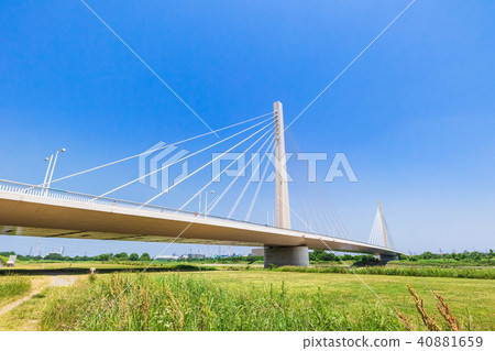 春天多摩川和府中四谷橋 40881659