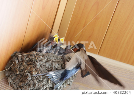 Swallow's nest 40882264