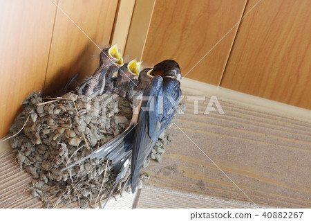 Parent bird and swallow's nest feeding their chicks Parent bird and swallow's nest feeding their chicks 40882267