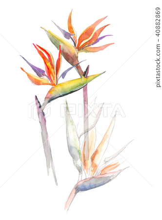 Strelitzia tropical plant. Collection with hand drawn flowers and leaves. Design for invitation Strelitzia tropical plant. Collection with hand drawn flowers and leaves. Design for invitation 40882869