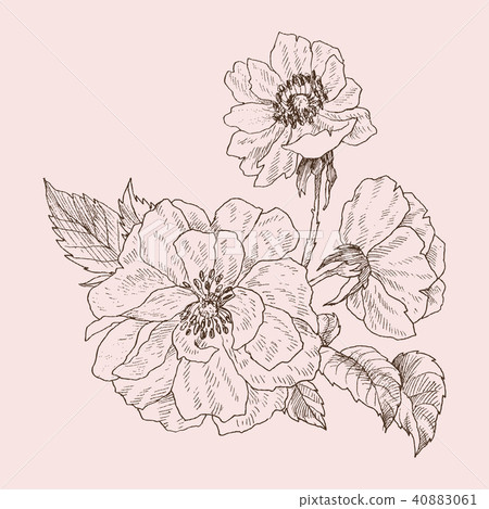 Wild rose blossom branch isolated on pink. Vintage botanical hand drawn illustration. Spring flowers Wild rose blossom branch isolated on pink. Vintage botanical hand drawn illustration. Spring flowers 40883061