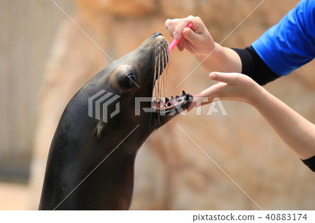 Sea lion's toothpaste 40883174