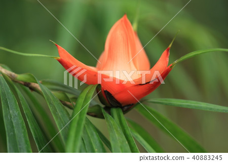 Freyquinia Murti Flora Freyquinia Murti Flora 40883245