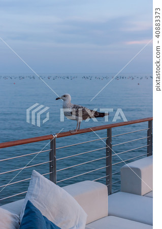 proud seagull walking on empty cafe terrace proud seagull walking on empty cafe terrace 40883373
