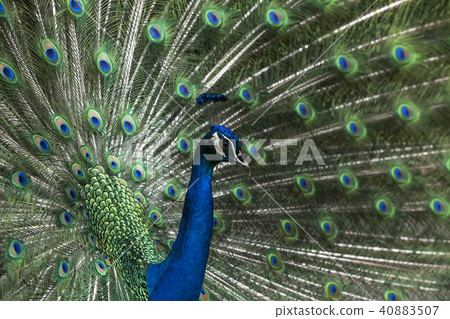 Omuta City Zoo peacock, 40883507