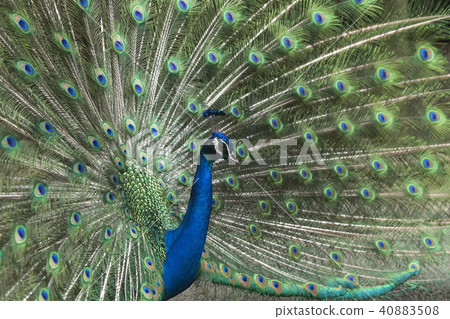 Omuta City Zoo peacock, Omuta City Zoo peacock, 40883508
