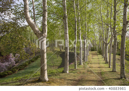Row of trees Row of trees 40883981