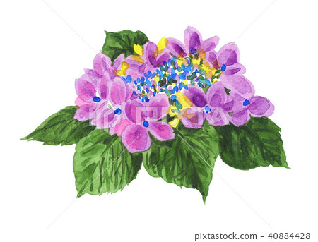 hydrangea macrophylla, purple, watercolour 40884428