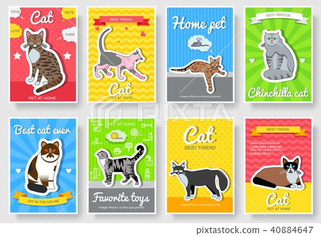 Breed cats vector set. Cute animal template Breed cats vector set. Cute animal template 40884647