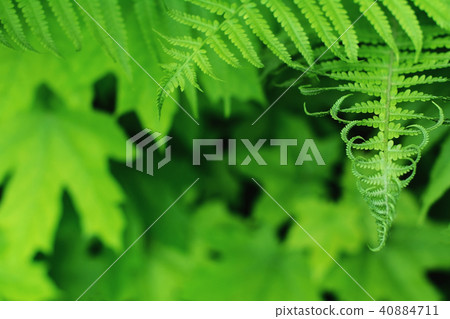 Beautyful young ferns leaves green foliage natural floral fern background in sunlight Beautyful young ferns leaves green foliage natural floral fern background in sunlight 40884711