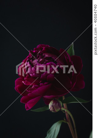 Peony on a dark background 40884740