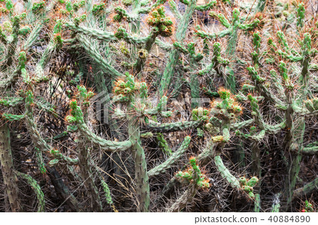 thickets of cactus 40884890