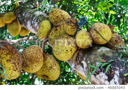 jackfruit tree jackfruit tree 40885043