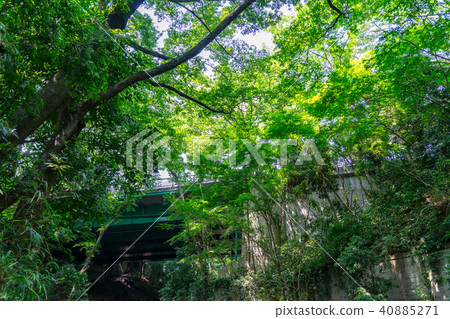 [Tokyo] Yutozumi Valley 40885271