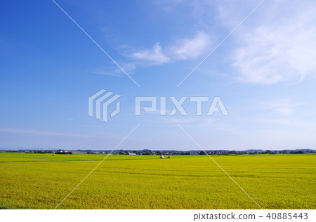 Rural landscape Rural landscape 40885443
