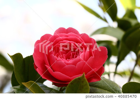 Peony cherry tree Peony cherry tree 40885470