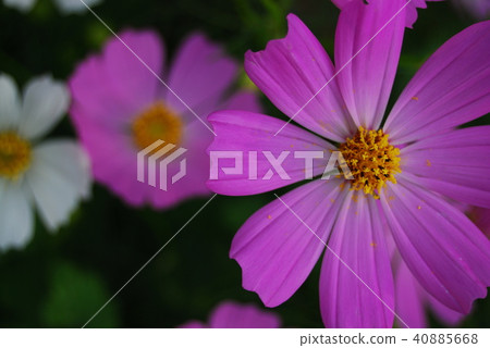 Cosmos Cosmos 40885668
