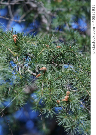 Himalayan cedar flower language is "Takushisa" 40885933