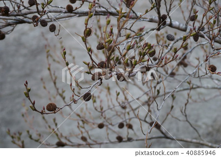 Oak tree pine cones 40885946