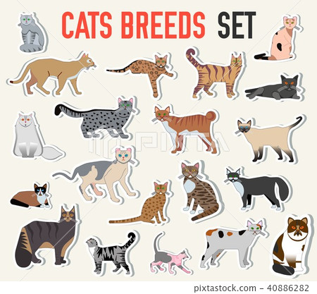 Vector breed cats icons sticker set. Cute animal  40886282