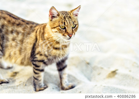 Sunset view to Dragon Li cat sitting on sand 40886286