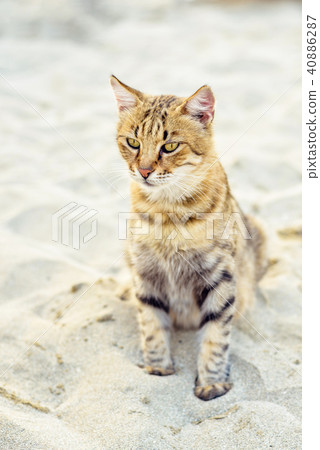 Sunset view to Dragon Li cat sitting on sand 40886287