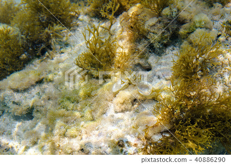 Daylight view to diverse algae on underwater sand Daylight view to diverse algae on underwater sand 40886290