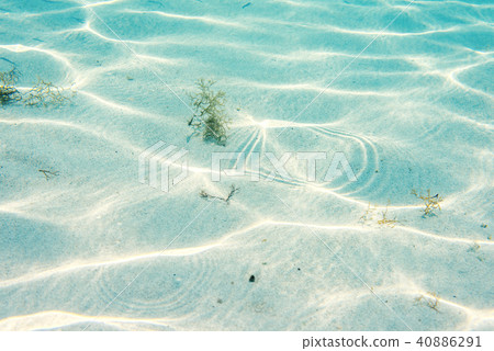 Daylight view to diverse algae on underwater sand Daylight view to diverse algae on underwater sand 40886291