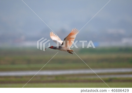 Tokido的飛行 40886429