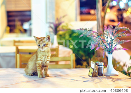 Night view to little cat sitting on restaurant 40886498
