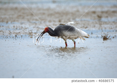 Toki eating loach 40886575