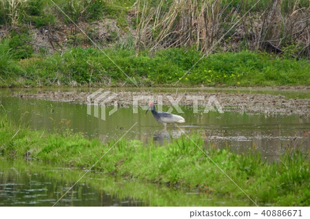 找到Toki Toki 找到Toki Toki 40886671