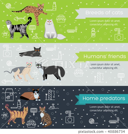 Vector breed cats icons banners. Cute animal Vector breed cats icons banners. Cute animal 40886734