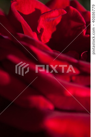 緋紅色玫瑰花朵裝飾材料 40886779
