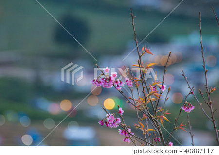 Cherry blossom beautiful bloom 40887117