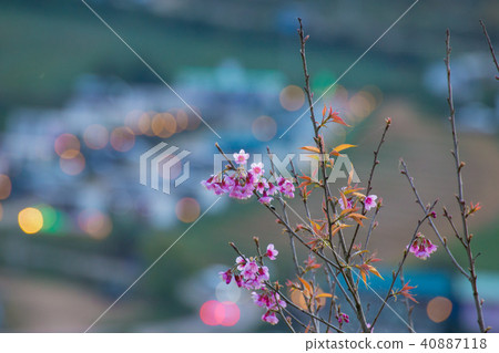Cherry blossom beautiful bloom 40887118