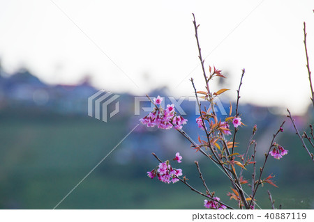 Cherry blossom beautiful bloom 40887119