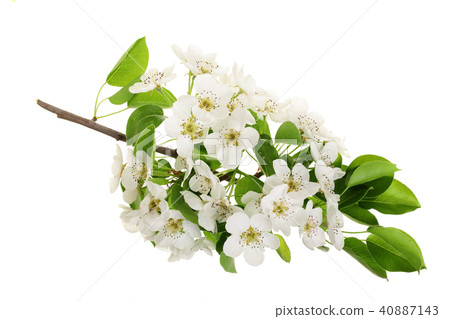 Branch with pear flowers isolated on white background. Top view. Flat lay Branch with pear flowers isolated on white background. Top view. Flat lay 40887143