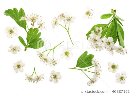 Hawthorn or Crataegus monogyna flowers isolated on a white background Hawthorn or Crataegus monogyna flowers isolated on a white background 40887161