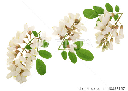 Blossoming acacia with leafs isolated on white background, Acacia flowers, Robinia pseudoacacia 40887167