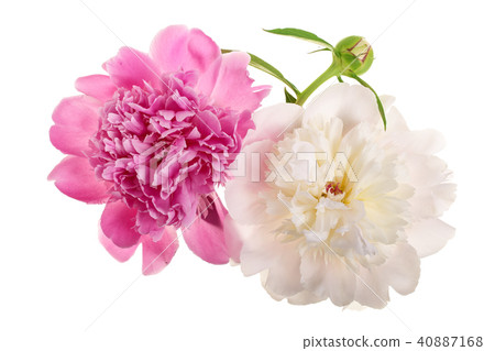 peony flower isolated on white background close up 40887168